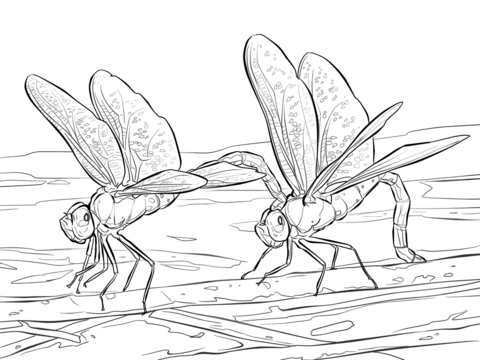 Two Green Darner Dragonflies Coloring Page